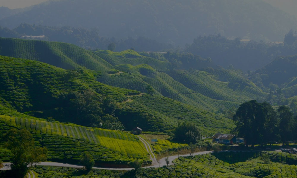 茶仙源圃 茶仙源圃
